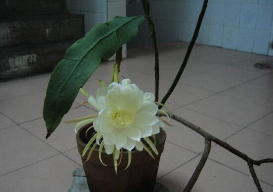 如何给昙花搭架子图，给昙花搭架定植只需四步