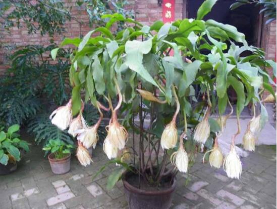 如何给昙花搭架子图，给昙花搭架定植只需四步