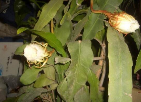 如何给昙花搭架子图，给昙花搭架定植只需四步