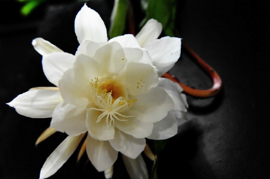 昙花一年开花的次数：大多一年开一次