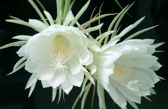 昙花一年开花的次数：大多一年开一次