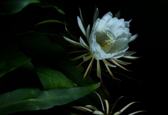 昙花图片附介绍：相册的图片免费下载