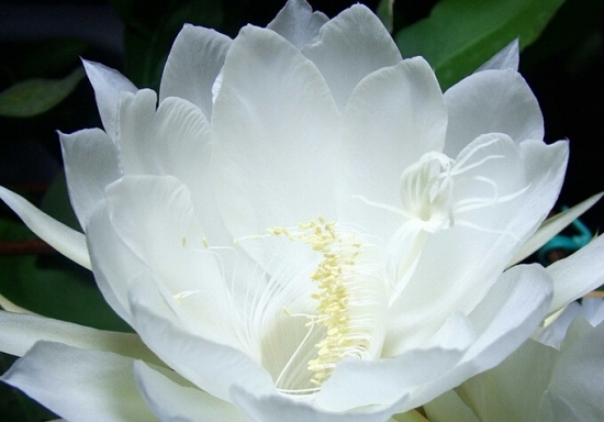 昙花图片附介绍：相册的图片免费下载