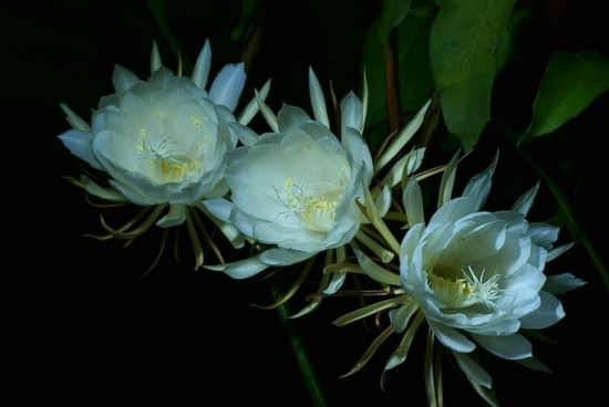 昙花图片附介绍：相册的图片免费下载