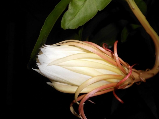 昙花图片附介绍：相册的图片免费下载