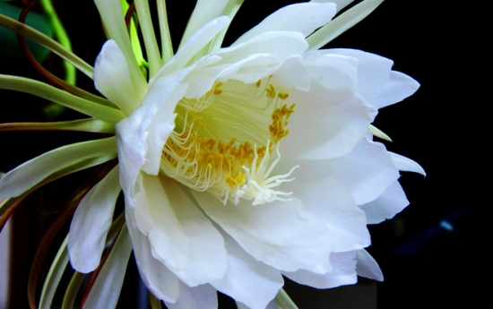 如何科学繁殖昙花