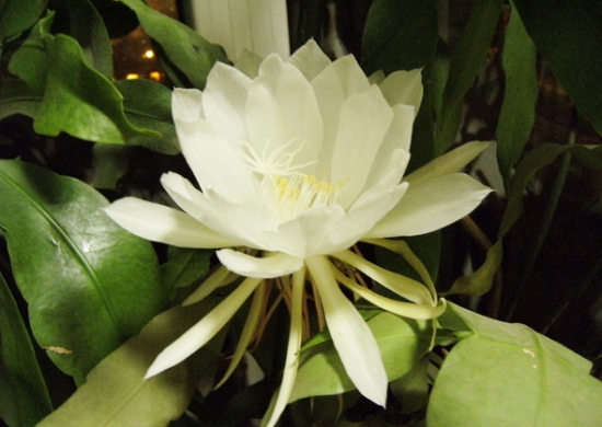 昙花不开花如何办