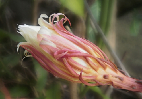 昙花什么时候开：6至10月,时间在晚上8至9点后