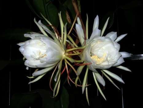 昙花作文：300字,400字,500字,600字,700字,800字,900字