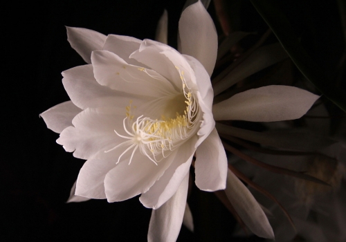 昙花作文：300字,400字,500字,600字,700字,800字,900字