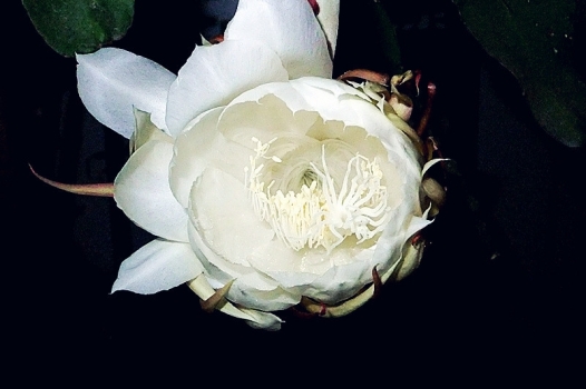 昙花作文：300字,400字,500字,600字,700字,800字,900字