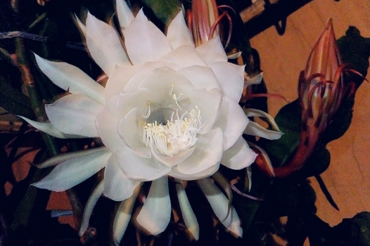 昙花作文：300字,400字,500字,600字,700字,800字,900字