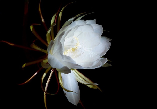 昙花作文：300字,400字,500字,600字,700字,800字,900字