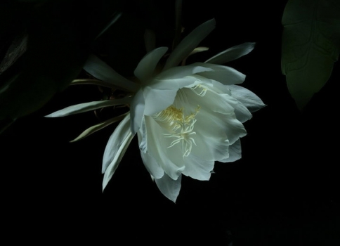 昙花作文：300字,400字,500字,600字,700字,800字,900字