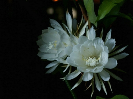 昙花的花语：刹那间的美丽,一瞬间的永恒