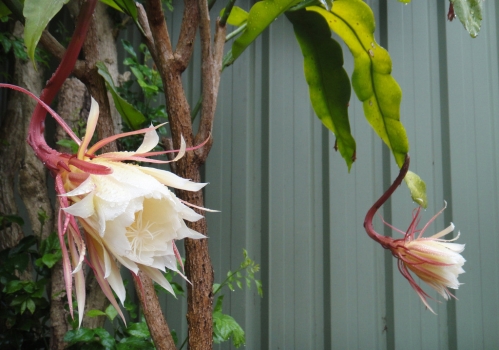 昙花的资料：月下美人的具体介绍