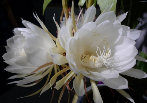 昙花的资料：月下美人的具体介绍