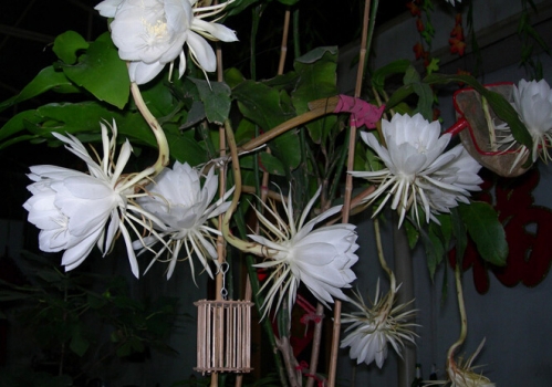 昙花的资料：月下美人的具体介绍