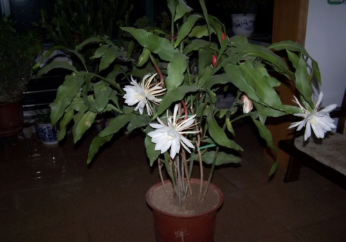 昙花如何养|昙花的养殖办法和留意事项：不耐寒,需搬进室内过冬