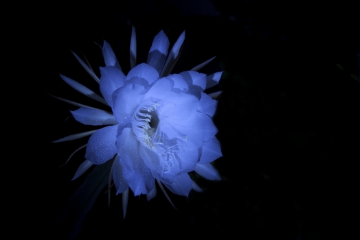 昙花如何养|昙花的养殖办法和留意事项：不耐寒,需搬进室内过冬