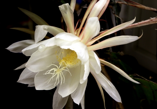 昙花如何养|昙花的养殖办法和留意事项：不耐寒,需搬进室内过冬