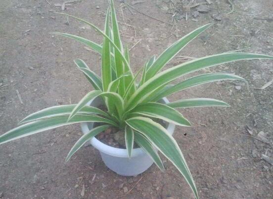 金边吊兰没金边如何办，4种办法养叶片重现金边