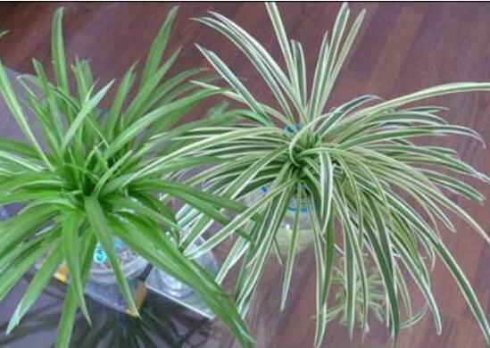 金边吊兰没金边如何办，4种办法养叶片重现金边