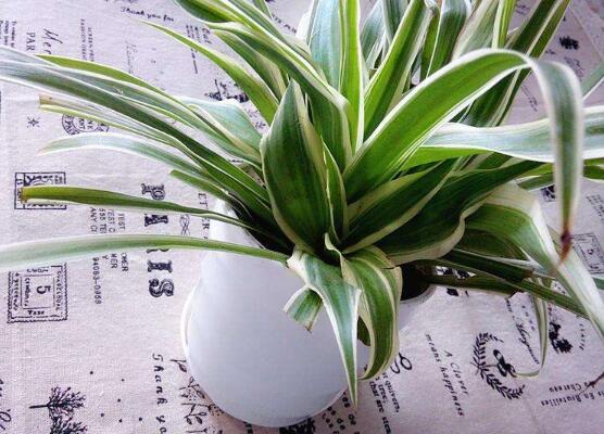 金边吊兰没金边如何办，4种办法养叶片重现金边