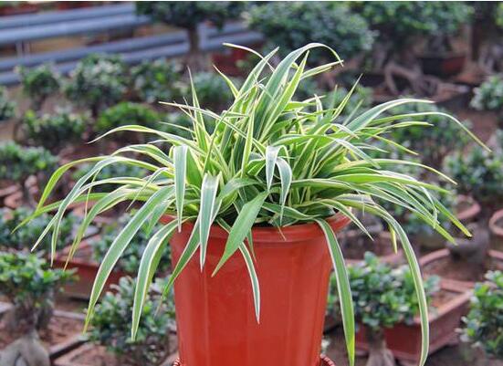 金边吊兰没金边如何办，4种办法养叶片重现金边