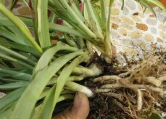 金边吊兰没金边如何办，4种办法养叶片重现金边