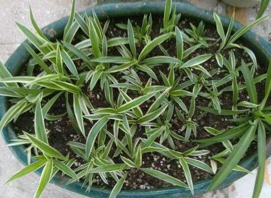 金边吊兰没金边如何办，4种办法养叶片重现金边