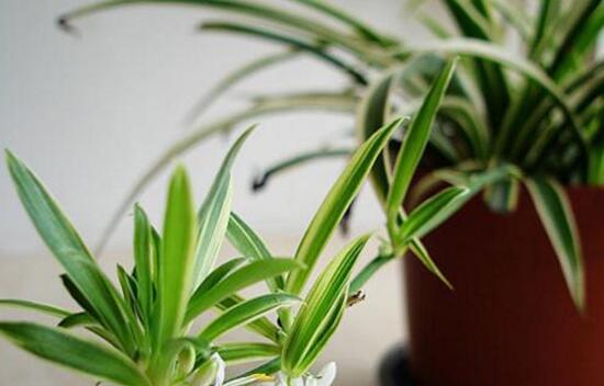 金边吊兰如何养长的好，6个步骤让你的金边吊兰爆盆