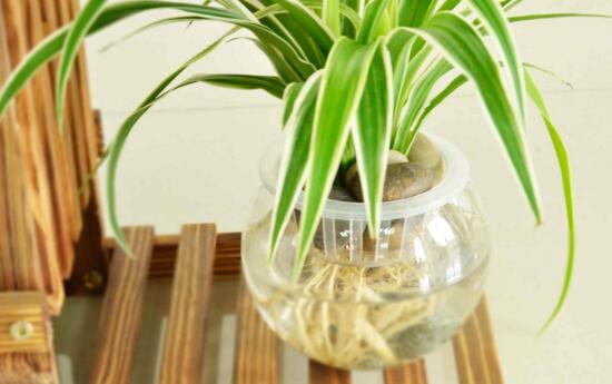 金边吊兰如何养长的好，6个步骤让你的金边吊兰爆盆