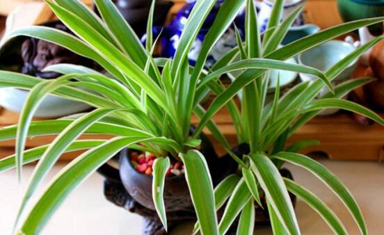 金边吊兰如何养长的好，6个步骤让你的金边吊兰爆盆