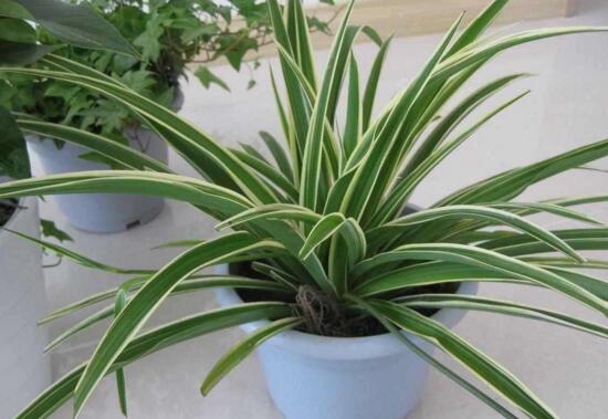 金边吊兰如何养长的好，6个步骤让你的金边吊兰爆盆