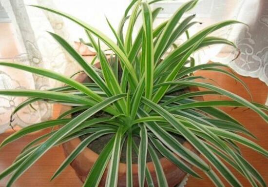 金边吊兰如何养长的好，6个步骤让你的金边吊兰爆盆