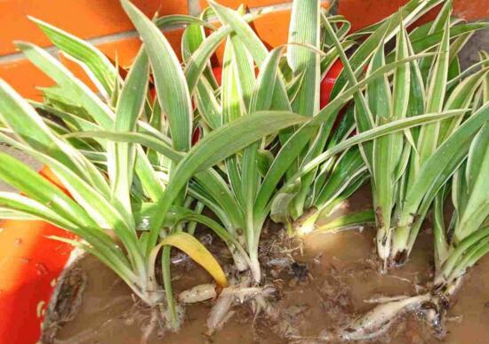 金边吊兰如何养长的好，6个步骤让你的金边吊兰爆盆