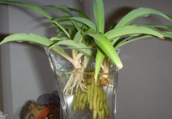 金边吊兰如何养长的好，6个步骤让你的金边吊兰爆盆