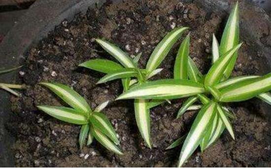 金边吊兰如何养长的好，6个步骤让你的金边吊兰爆盆