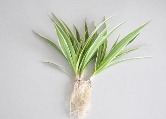 金边吊兰如何养长的好，6个步骤让你的金边吊兰爆盆