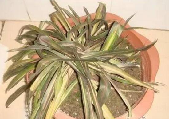 金边吊兰如何养长的好，6个步骤让你的金边吊兰爆盆