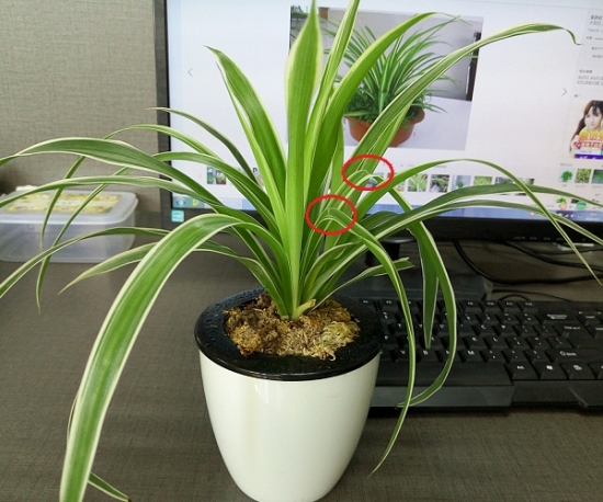 金边吊兰叶子发软如何办：最大原因可能是缺水或空气过于干燥