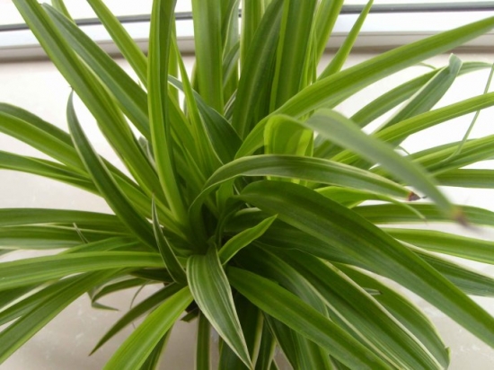 金边吊兰叶子变绿如何办：缺少光照或磷肥