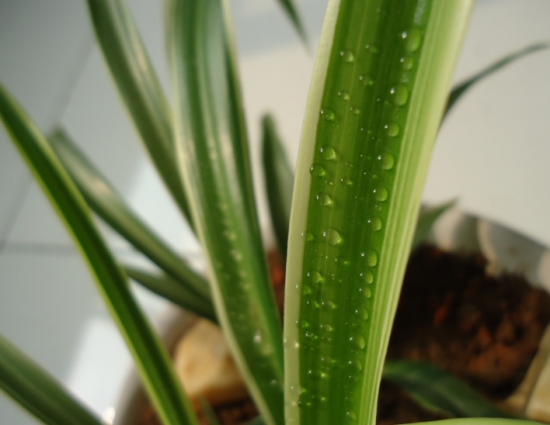 金边吊兰叶子变绿如何办：缺少光照或磷肥