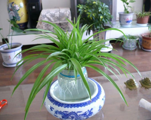 金边吊兰的水培办法：上盆是最好使用除氯的冷开水