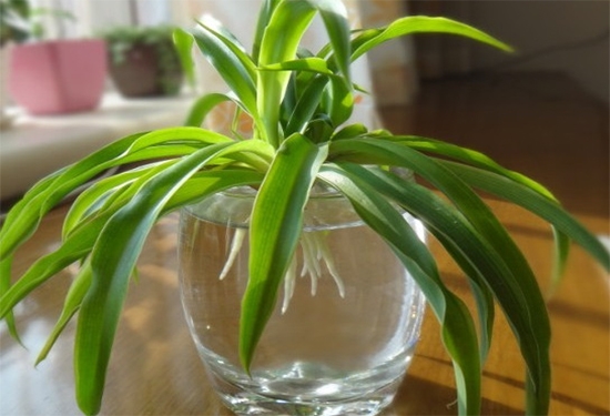 金边吊兰的水培办法：上盆是最好使用除氯的冷开水