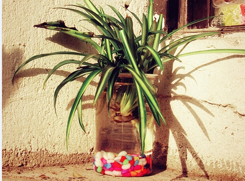 金边吊兰的水培办法：上盆是最好使用除氯的冷开水