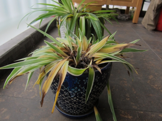 金边吊兰叶子发黄，八大原因分析和处理办法