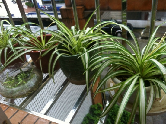 金边吊兰叶子发黄，八大原因分析和处理办法