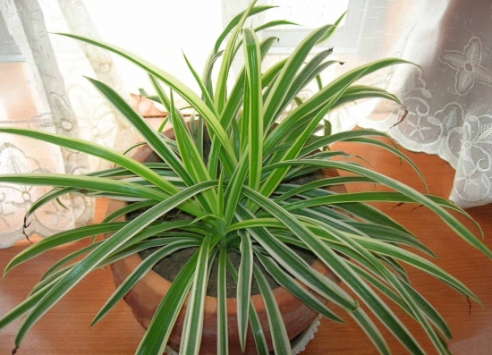 金边吊兰图片附介绍：相册的图片免费下载